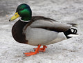as